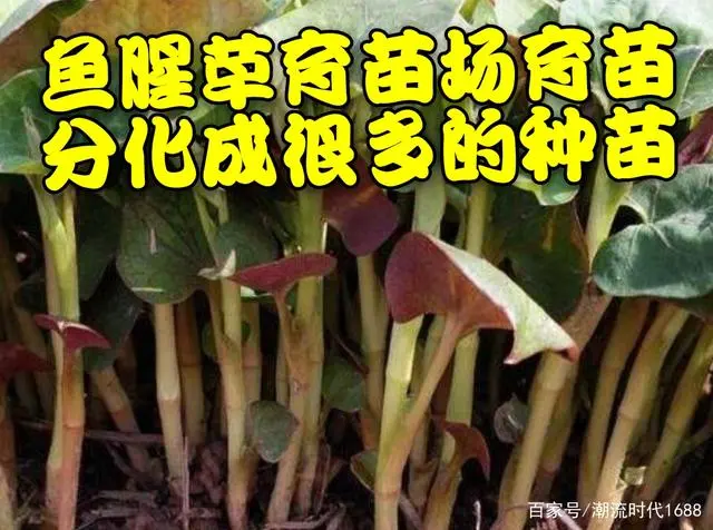 致富种植鱼腥草图片_种植鱼腥草年赚500万_致富经之鱼腥草种植