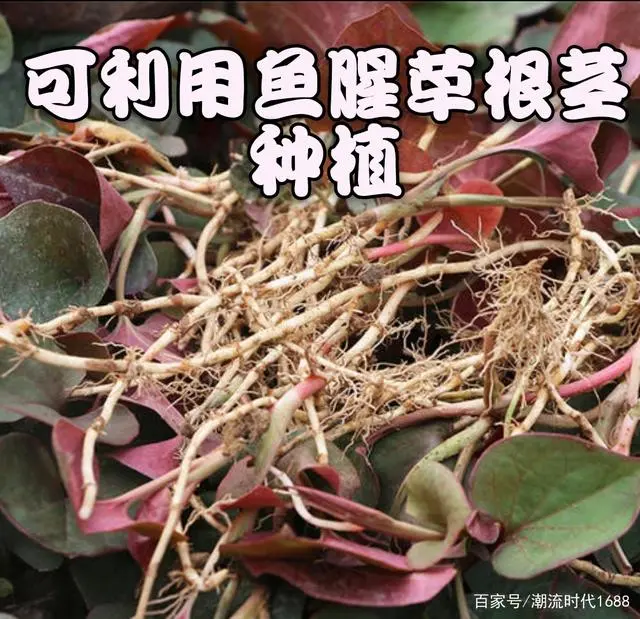 种植鱼腥草年赚500万_致富种植鱼腥草图片_致富经之鱼腥草种植