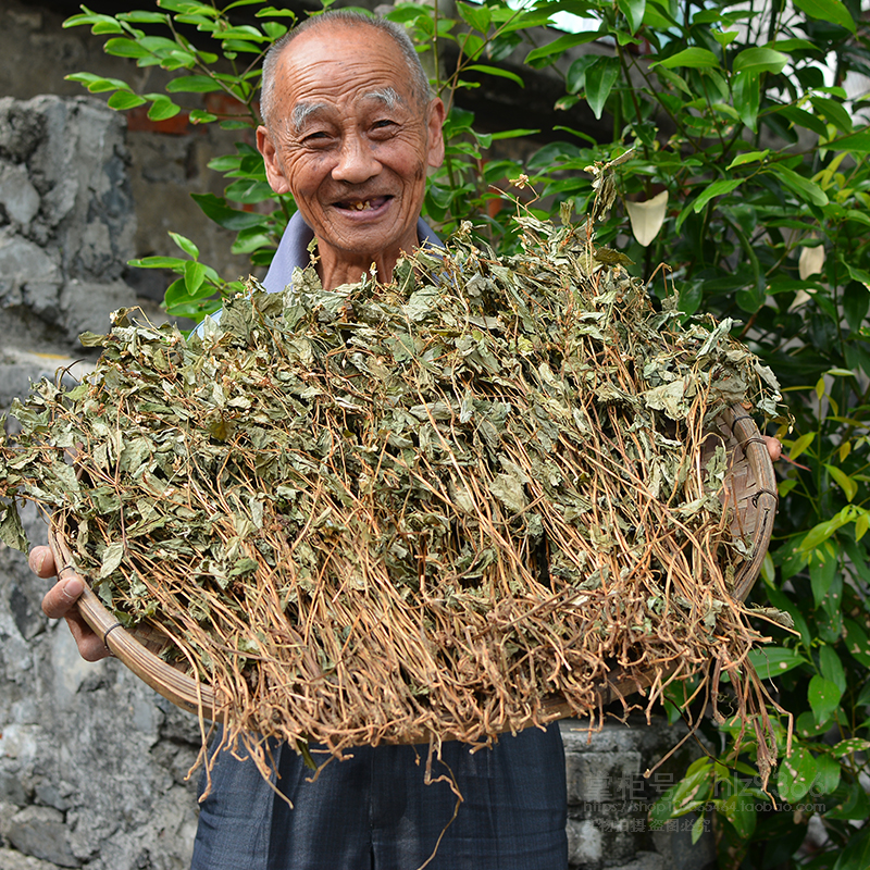 致富种植鱼腥草图片_致富经之鱼腥草种植_种植鱼腥草年赚500万