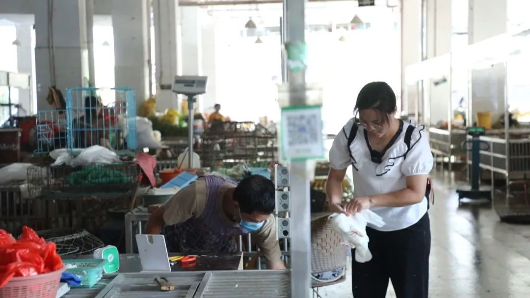 鸽子养殖技术视频大全_视频鸽子养殖技术下载_鸽子养殖技术视频下