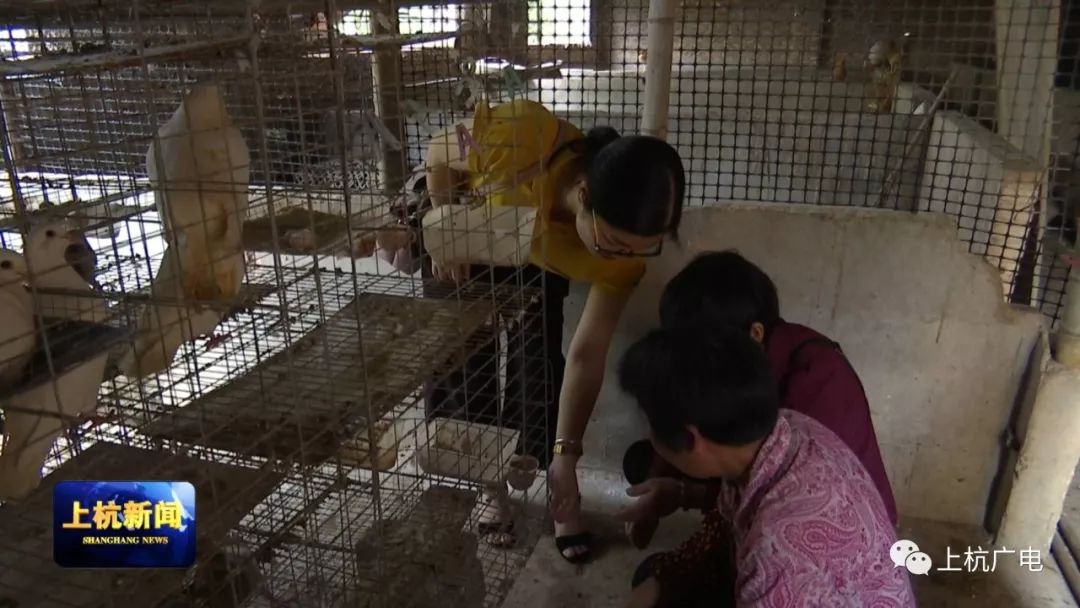 鸽子养殖技术视频下_视频鸽子养殖技术下载安装_鸽子养殖技术视频大全