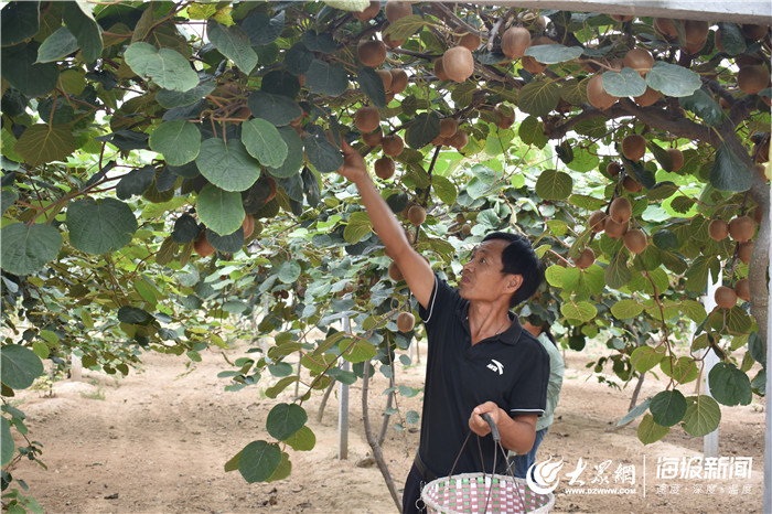 种杨桃赚钱吗_种植杨桃致富_致富种植杨桃图片