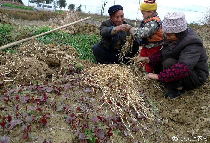 致富种植鱼腥草图片_致富种植鱼腥草怎么样_致富经之鱼腥草种植