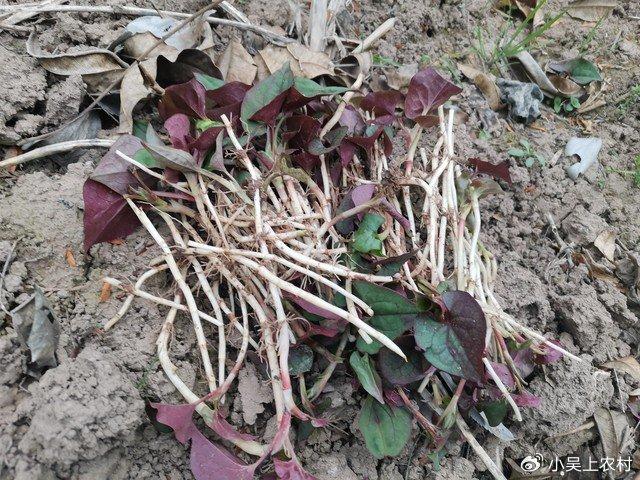 致富经之鱼腥草种植_致富种植鱼腥草怎么样_致富种植鱼腥草图片