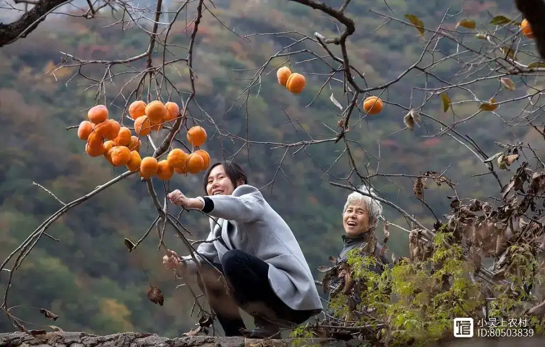 种植八月瓜致富故事_8月瓜种植是不是骗局_种植八月瓜致富经