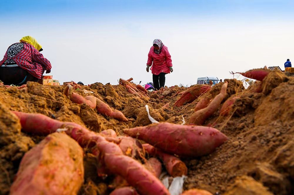 洛阳：栽下红薯致富苗 铺就乡村振兴路