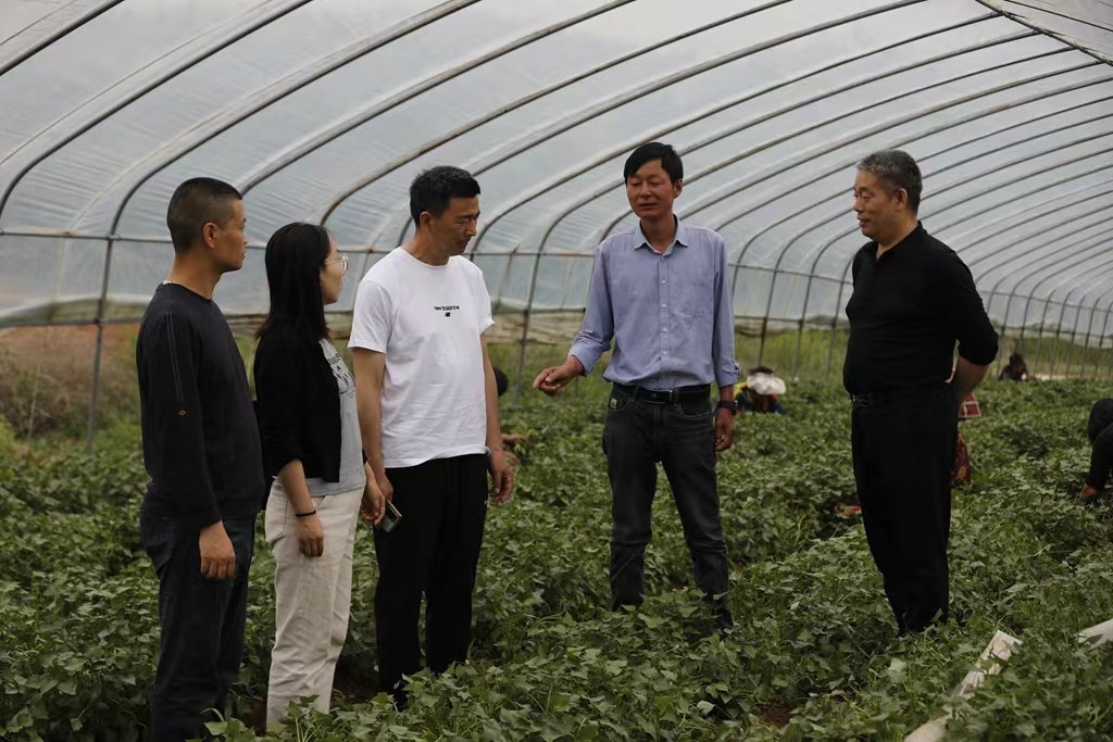 粮食种植视频_种粮食如何赚钱_粮食种植致富方法