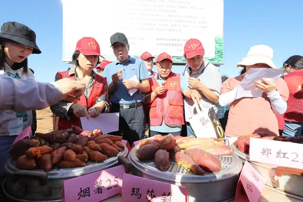 粮食种植致富方法_种粮食如何赚钱_粮食种植视频