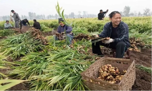 种茶致富经_茶叶致富带头人_致富经茶叶