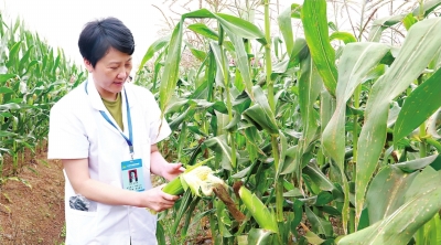 河北糯玉米种植基地_致富经河北糯玉米_种糯玉米致富