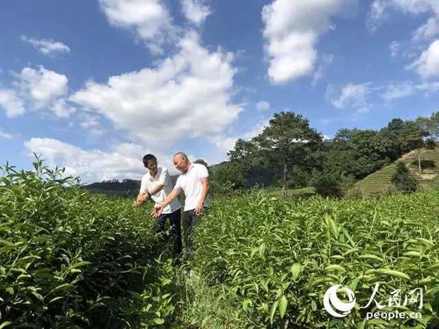 茶农致富_茶叶致富带头人_种茶致富经