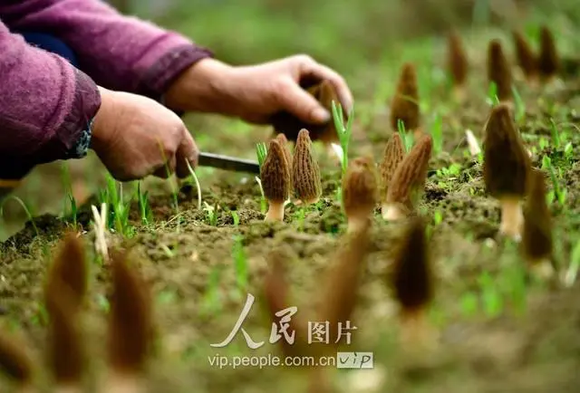 致富经药用菌_致富经食用菌种植_菌药的作用