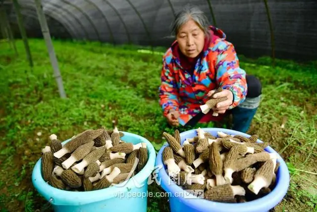 致富经食用菌种植_致富经药用菌_菌药的作用