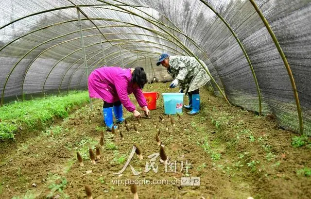 菌药的作用_致富经食用菌种植_致富经药用菌