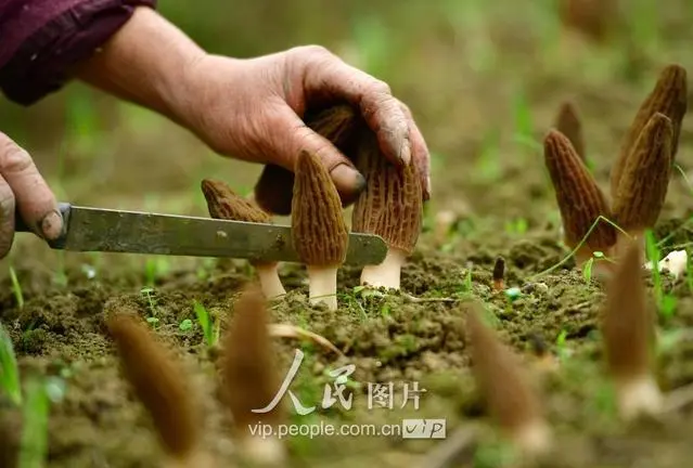 致富经食用菌种植_致富经药用菌_菌药的作用