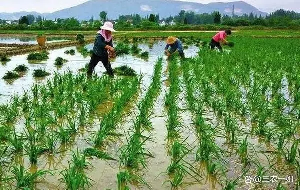 粮食种植视频_粮食种植致富方法_种粮食如何赚钱