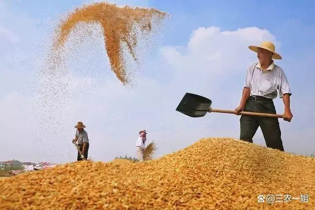 粮食种植致富方法_粮食种植视频_种粮食如何赚钱