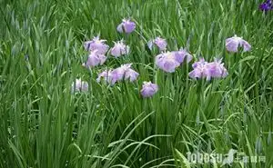 蝴蝶养殖花技术与管理_蝴蝶养殖花技术视频_蝴蝶花养殖技术