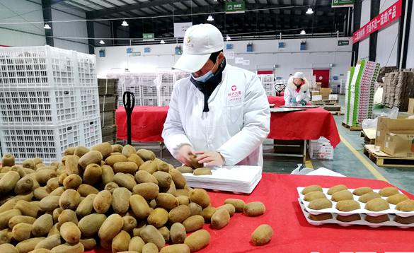 贵州息烽县中康农业种植猕猴桃 带动周边两千农户致富