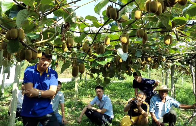 贵州息烽县中康农业种植猕猴桃 带动周边两千农户致富