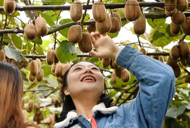 贵州息烽县中康农业种植猕猴桃 带动周边两千农户致富