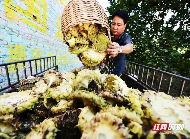 石家庄油葵种植致富_石家庄油葵种植基地_河北油葵种子三大公司