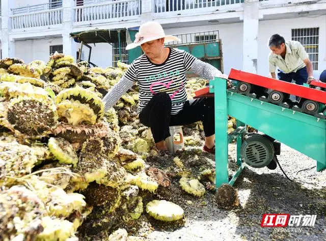 石家庄油葵种植致富_河北油葵种子三大公司_石家庄油葵种植基地