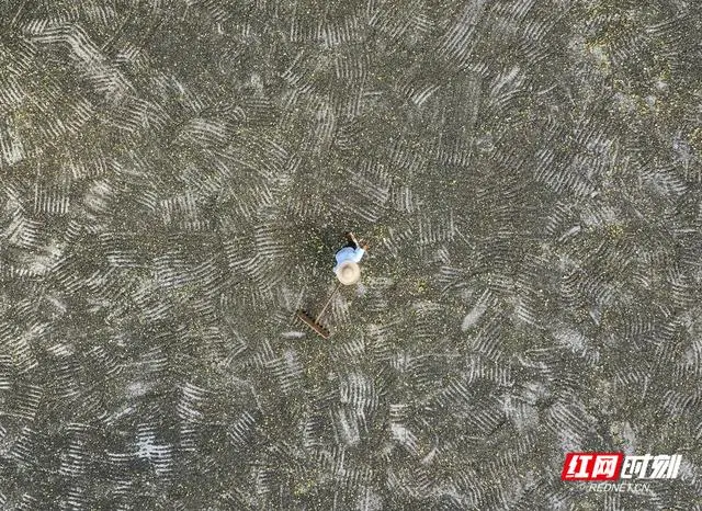 河北油葵种子三大公司_石家庄油葵种植基地_石家庄油葵种植致富