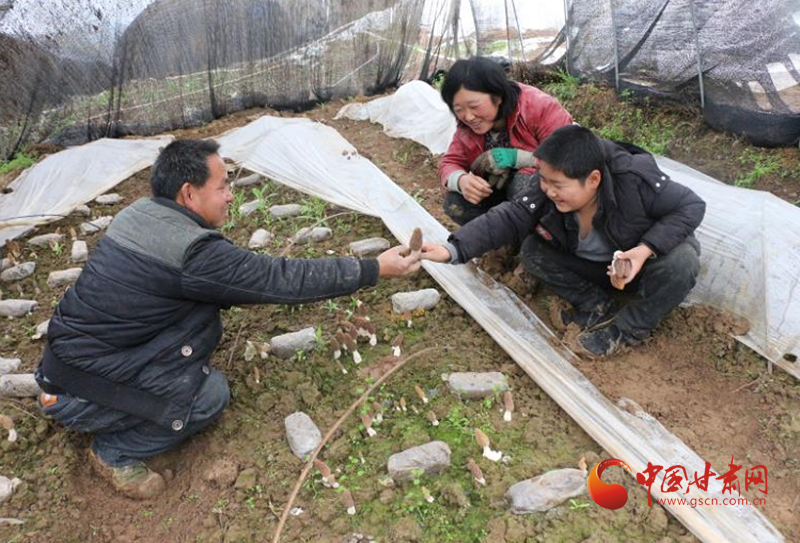 两当：巧手种植羊肚菌 勤劳铺就致富路