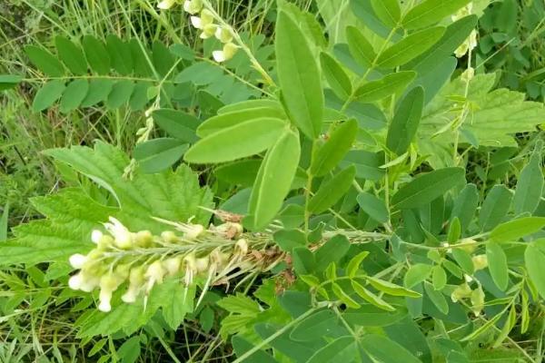 种植什么药材能赚钱，可以选择桔梗、金银花、枸杞等