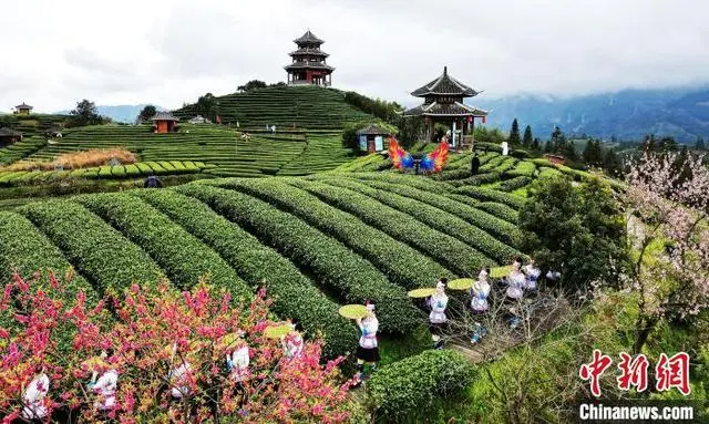 致富经茶叶_种茶致富经_茶农致富