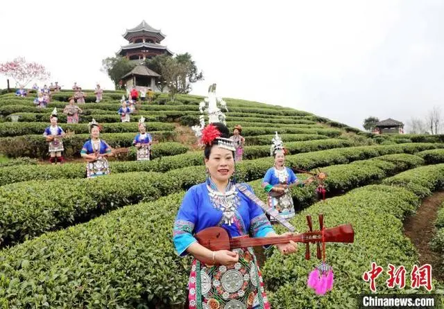 种茶致富经_致富经茶叶_茶农致富