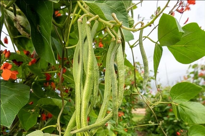 致富种植什么比较赚大钱_科学种植致富方法_种植致富宝典