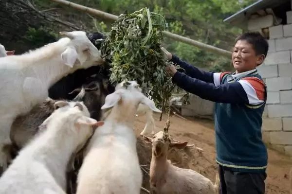 金寨之星｜张传峰：身残志坚的深山致富“小能人”