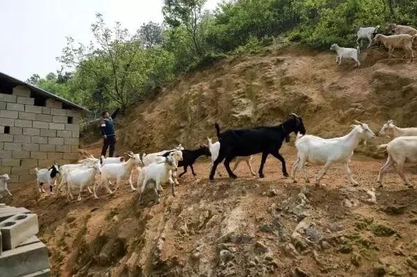 养殖致富之星_致富养殖什么最赚钱_致富养殖项目农村