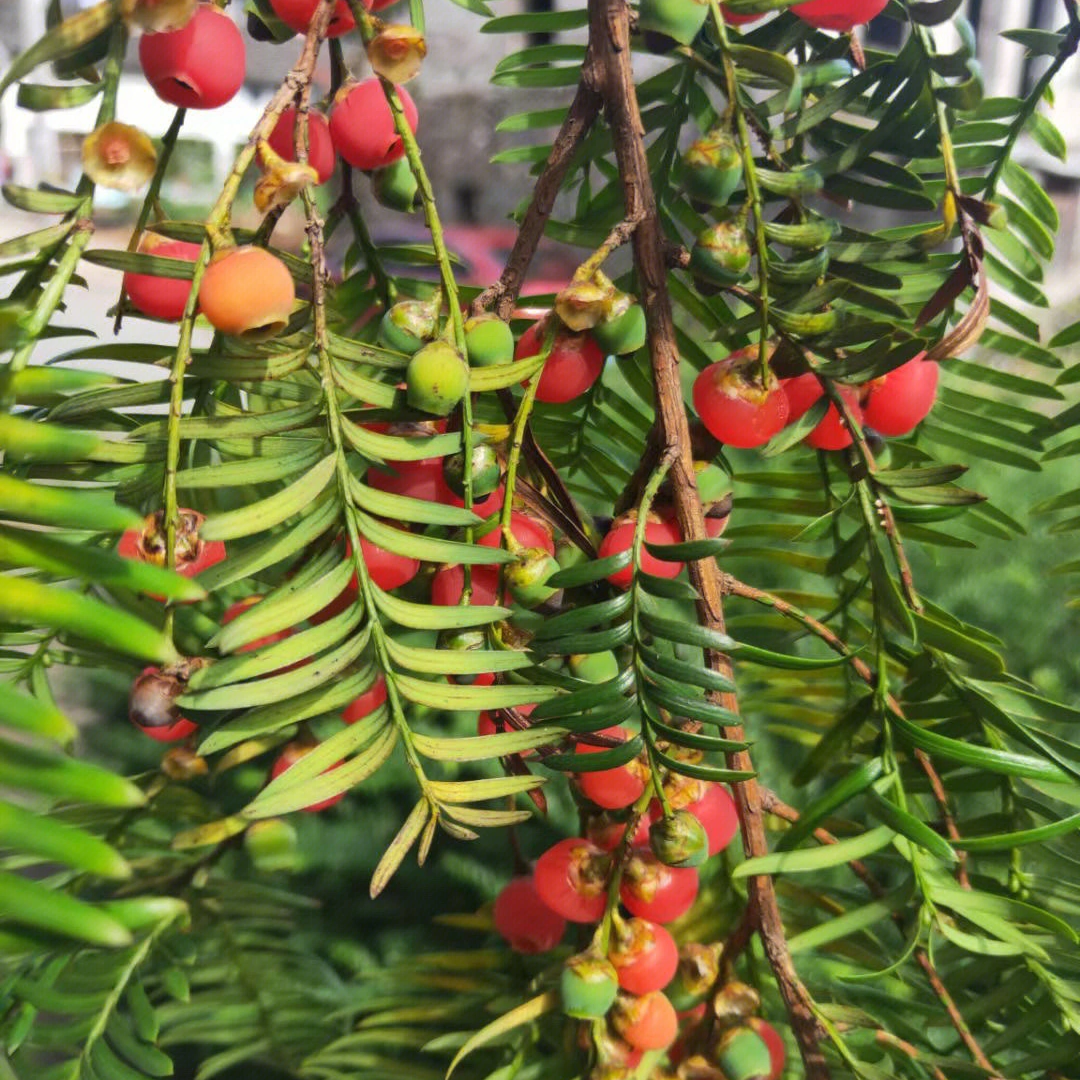 河北省红豆杉种植基地_河北红豆杉种植技术_河北种植红豆杉技术要求