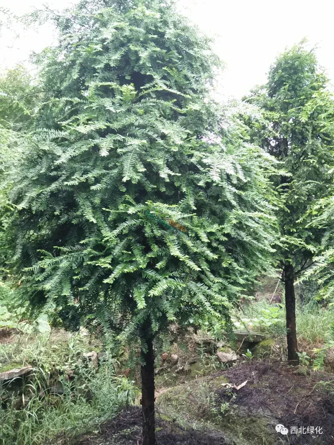 河北种植红豆杉技术与管理_河北红豆杉种植技术_河北种植红豆杉技术要求