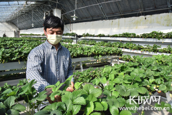 种植大棚厂家直销_昌黎大棚种植致富_大棚种植基地航拍