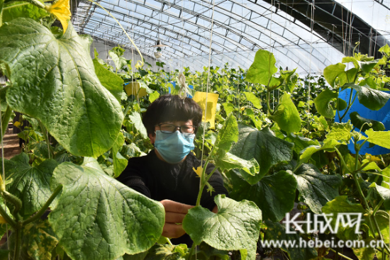 大棚种植基地航拍_种植大棚厂家直销_昌黎大棚种植致富