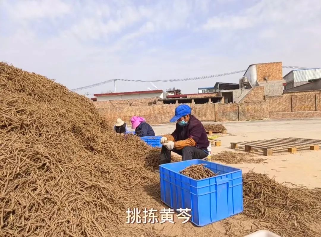 丹参种植是骗局吗_陕西种植丹参致富_2020丹参的种植和前景