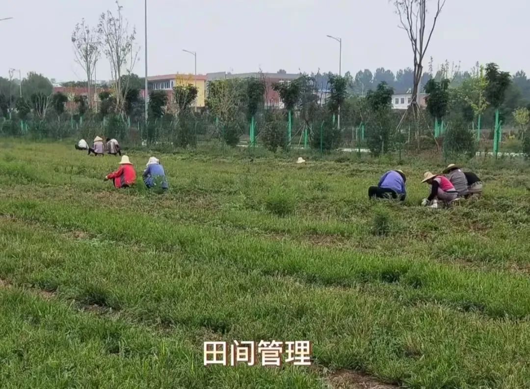 陕西种植丹参致富_丹参种植是骗局吗_2020丹参的种植和前景