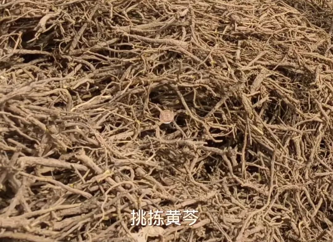 丹参种植是骗局吗_2020丹参的种植和前景_陕西种植丹参致富