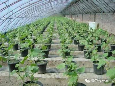 冬季黄瓜苗定植与管理_冬天黄瓜种植技术视频_黄瓜冬季种植技术视频