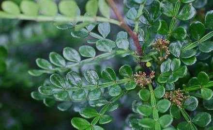 胡椒种植成本是多少_种植胡椒致富吗_胡椒种植技术