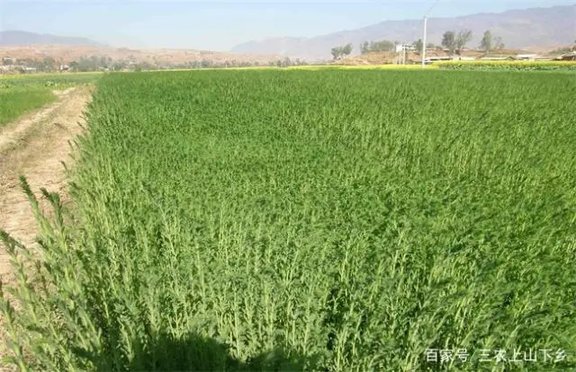 致富种植亚麻项目简介_种植亚麻致富项目_亚麻种植的经济效益