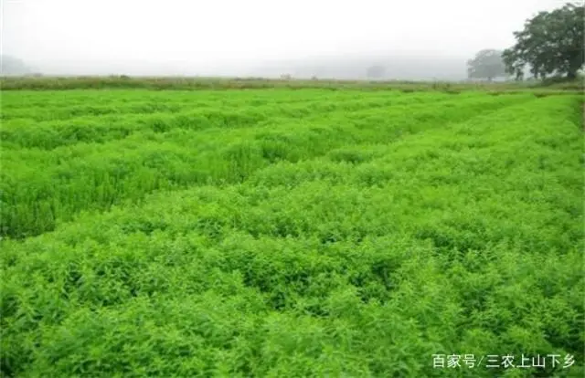 种植亚麻致富项目_致富种植亚麻项目简介_亚麻种植的经济效益