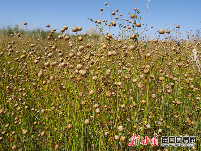 致富种植亚麻项目怎么样_种植亚麻致富项目_亚麻种植的经济效益