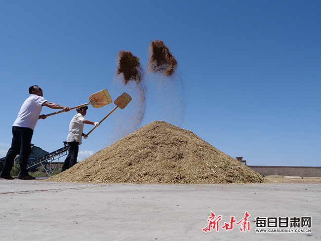 种植亚麻致富项目_亚麻种植的经济效益_致富种植亚麻项目怎么样