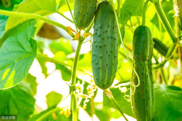 冬季黄瓜苗定植与管理_黄瓜冬季种植技术视频_冬天黄瓜种植