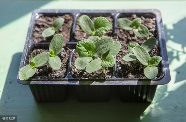 黄瓜冬季种植技术视频_冬季黄瓜苗定植与管理_冬天黄瓜种植